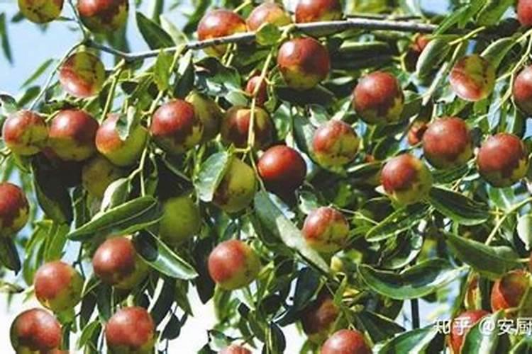 冬枣树今年花开茂盛可不结果,请问需加什么化肥？