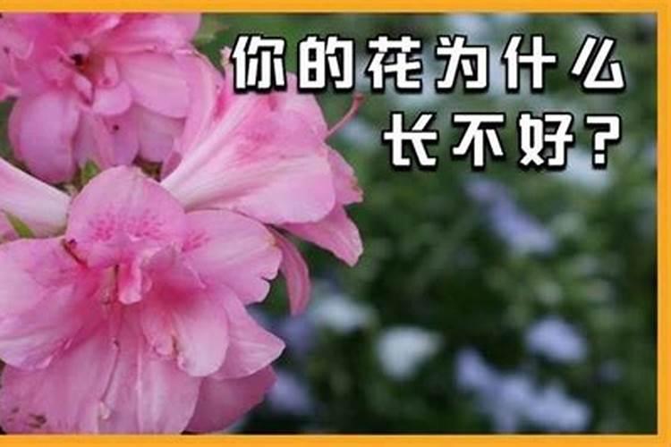小树苗打完叶面肥20个小时后浇水可以不？