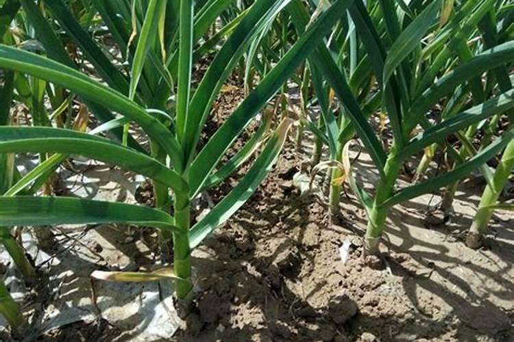 种大蒜一亩地氮肥磷肥钾肥总含量分别需用多少