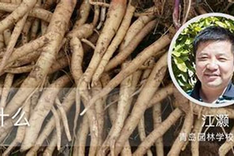 南沙参种植技术与栽培管理 南沙参如何种植