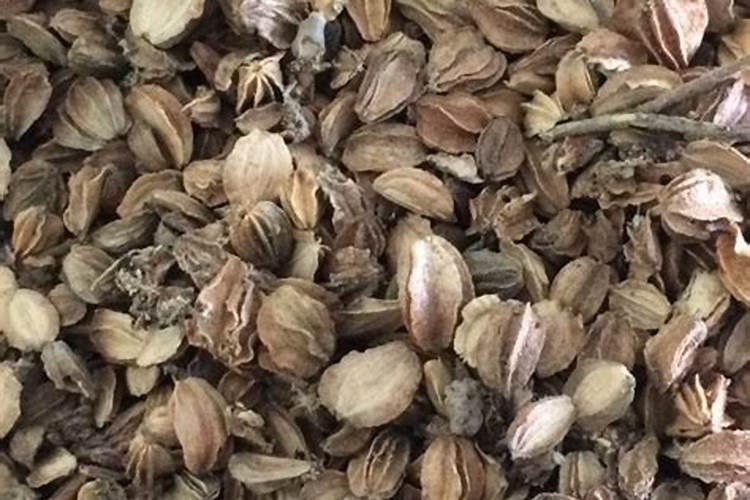 药材沙参的种植方法
