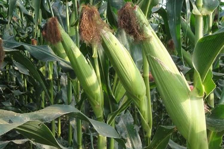 玉米施加钙肥的最佳时间 什么时候使用合适