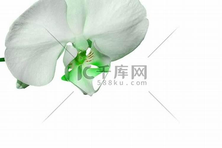 草木灰种兰花的正确方法