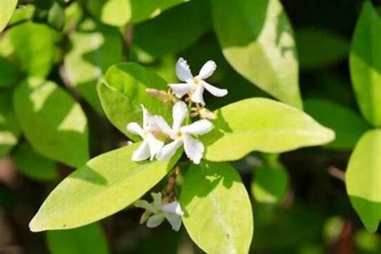 风车茉莉喜肥吗 喜欢施什么肥料