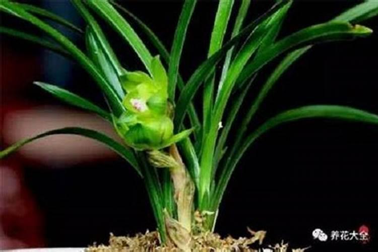 硬植的兰花如何施肥