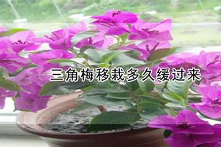 三角梅移栽后如何施肥？