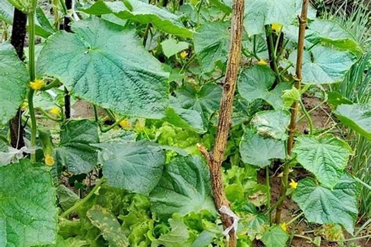 黄瓜用平衡肥好还是高钾肥 黄瓜用什么肥料好