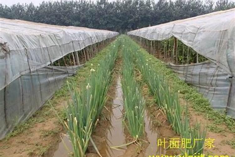 毛葱用啥叶面肥最好