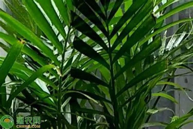 几种常见盆栽植物介绍与种植