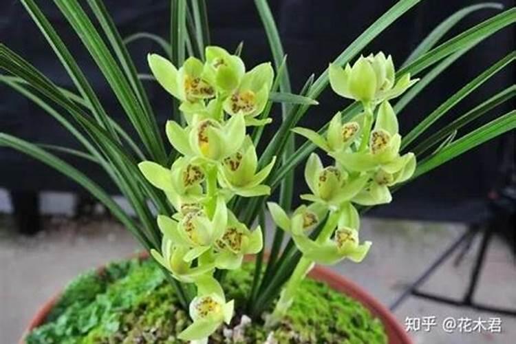 兰花消毒用什么药好