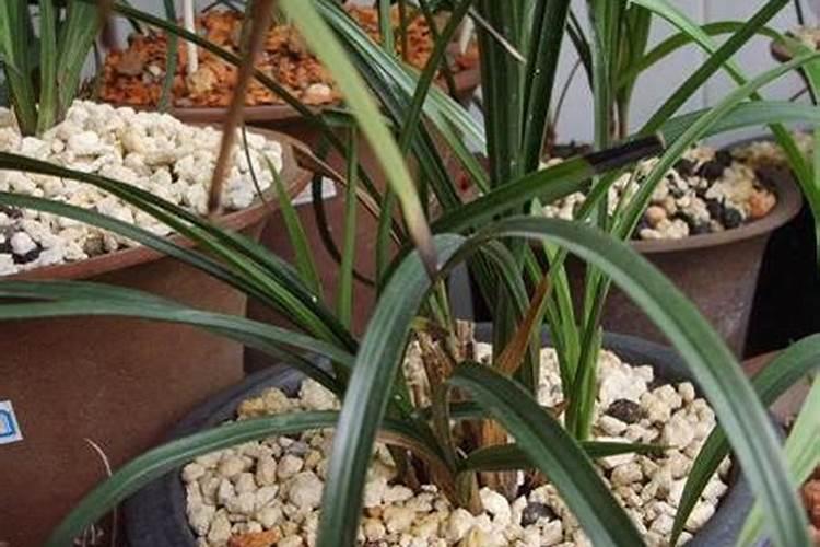 兰花杀菌消毒药有哪些品牌