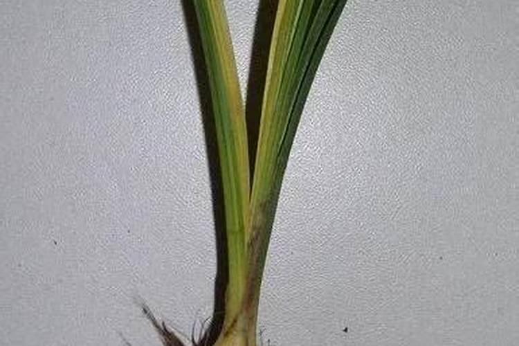 夏季养兰花如何防治根腐