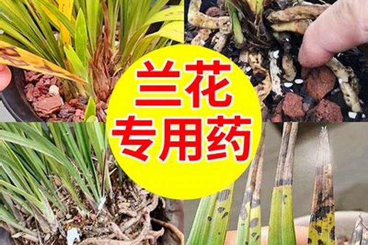 兰灵王的兑水比列