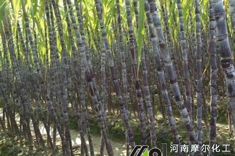 甘蔗施肥不盖土可以吗