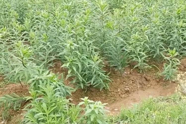 蒲公英种植如何施肥才能高产？