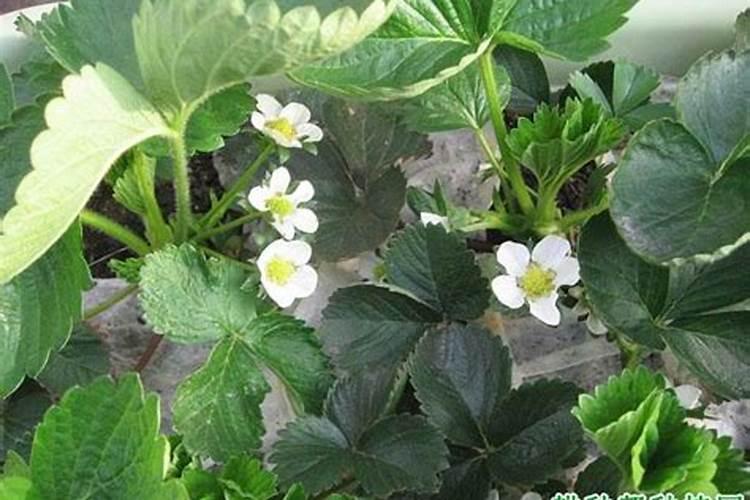 草莓花期可以施肥吗