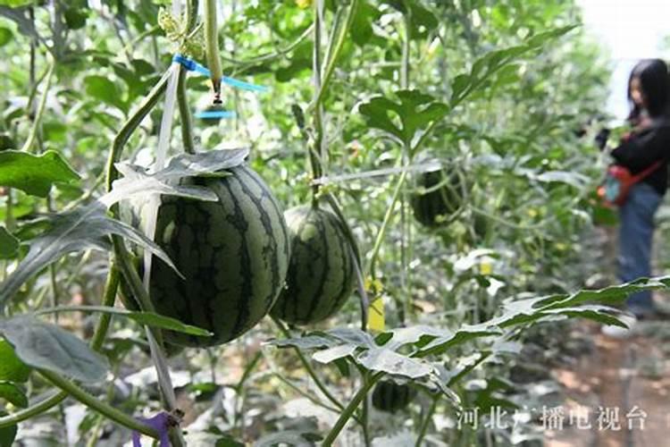 【农技】根力多 走中国大棚西瓜定植后管理技术