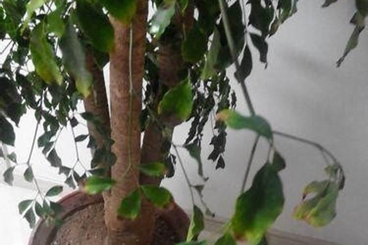 大盆幸福树怎么换土