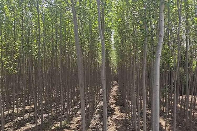 杨树怎样施肥才能长的又快又好？