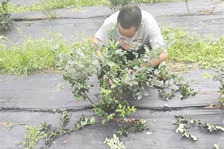 促进开花施什么肥料(果树促花用什么叶面肥好)