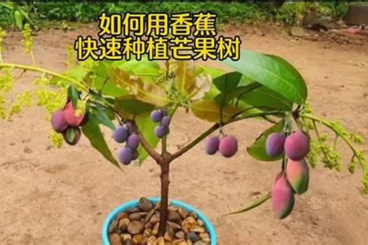 开花结果施肥用什么肥料