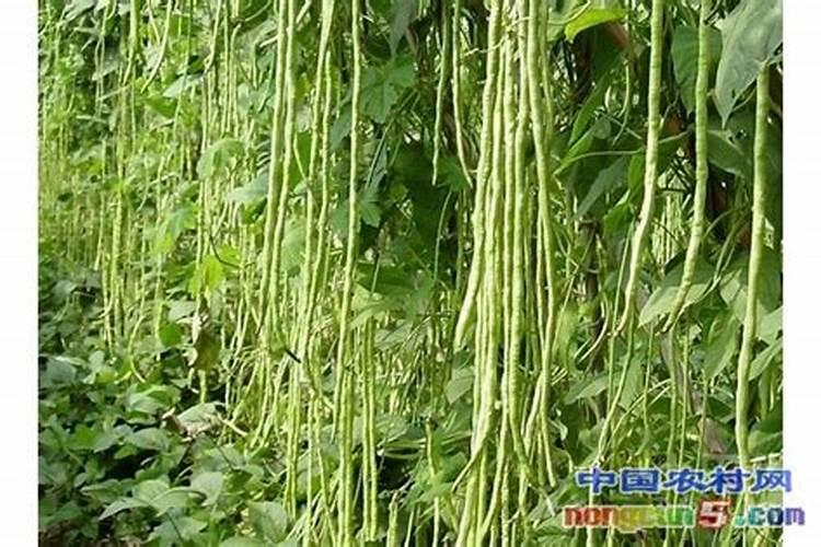 豆角种植怎样才能高产
