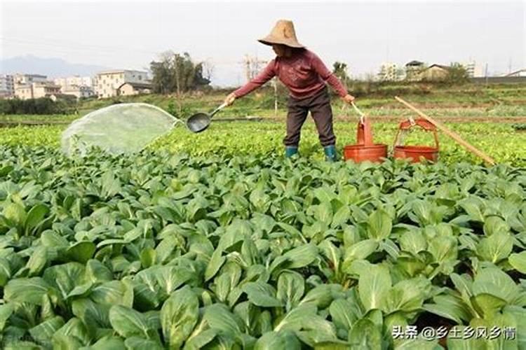 天堂鸟用什么肥料好