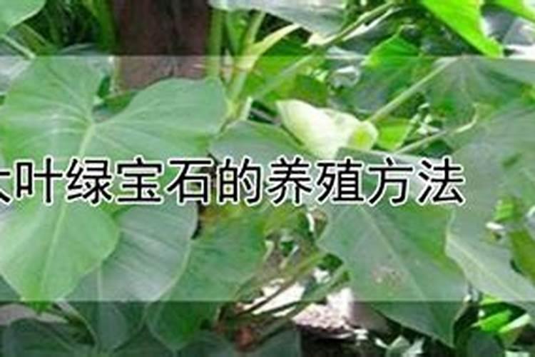 象牙菜是什么植物