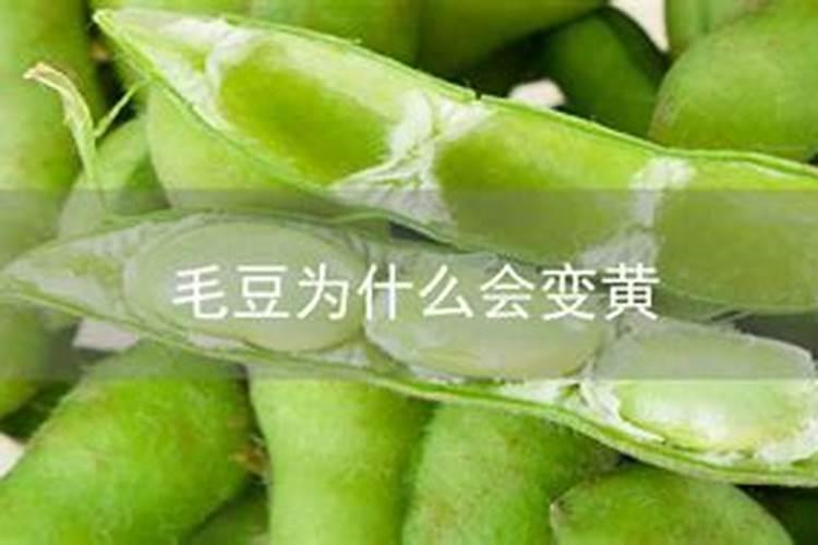 换锦花的养殖方法