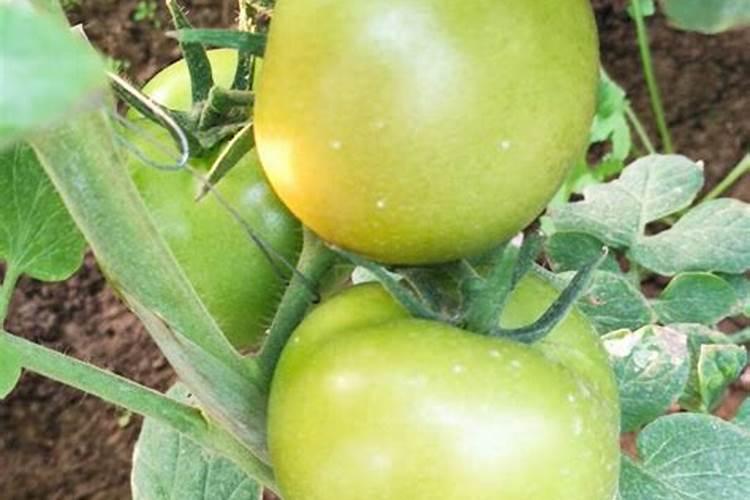 西红柿定植后几天打锌肥好？