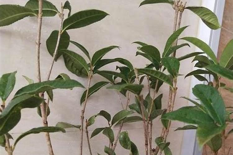 花掉叶子是缺啥？应该是施什么肥料,谢谢