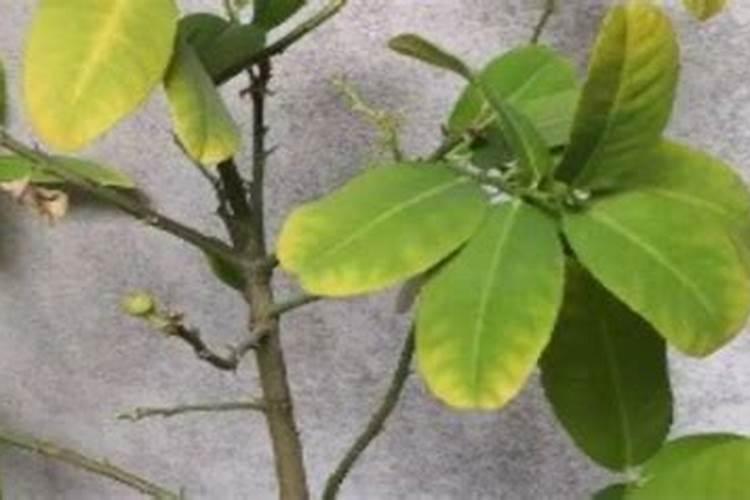 红豆杉叶子发黄掉落怎么办