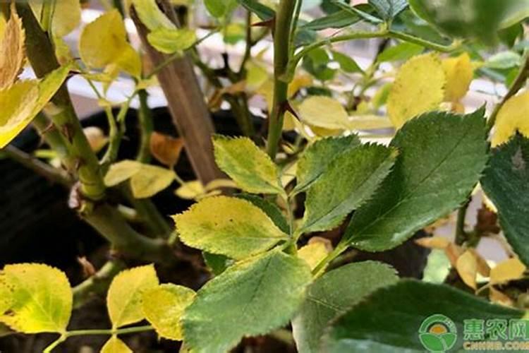 想让叶子不发黄,加点料就行!
