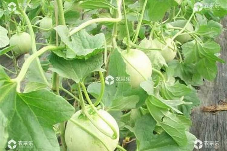 大棚甜瓜坐果以后用什么肥料？