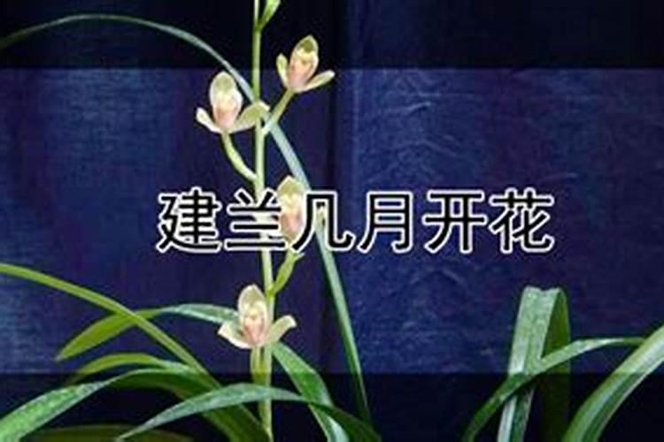 建兰施什么肥