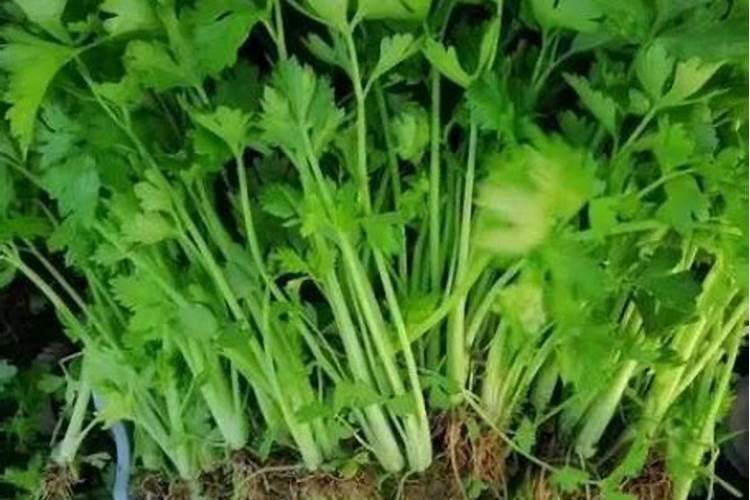 自家种蔬菜一般用什么肥料