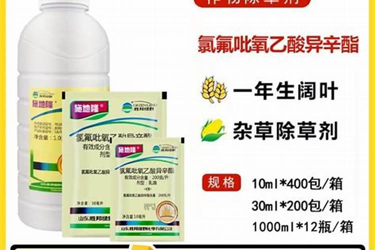 一叶兰黄了需要剪吗