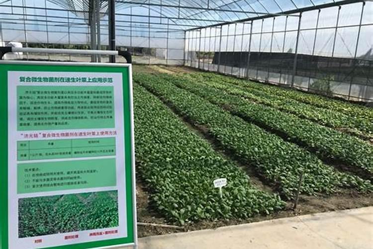 叶菜用什么叶面肥能使茎杆粗壮叶面肥大？