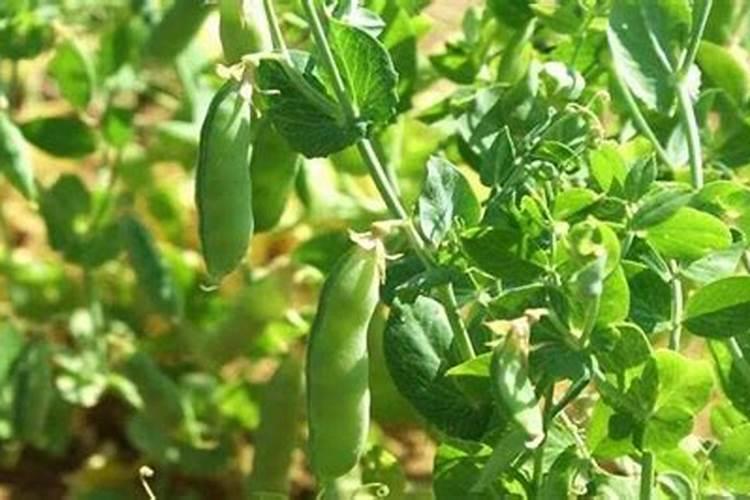 种豌豆用什么肥料最好