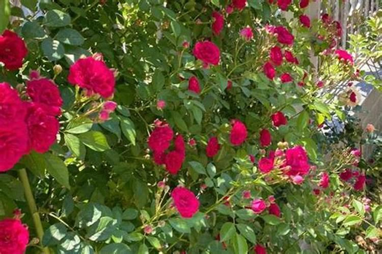 红木香怎么种植