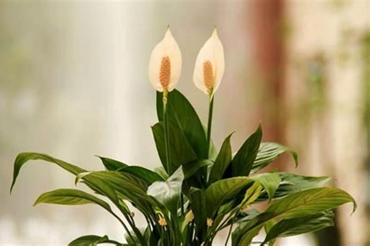 兰草花施什么肥料