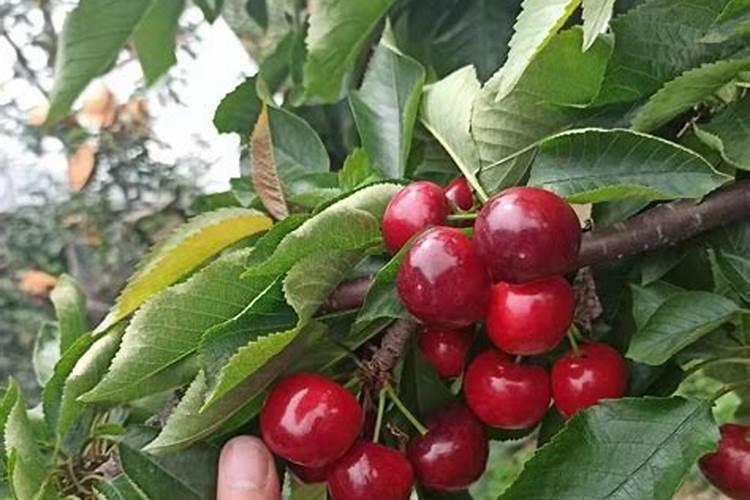 樱桃结果之后用什么肥料