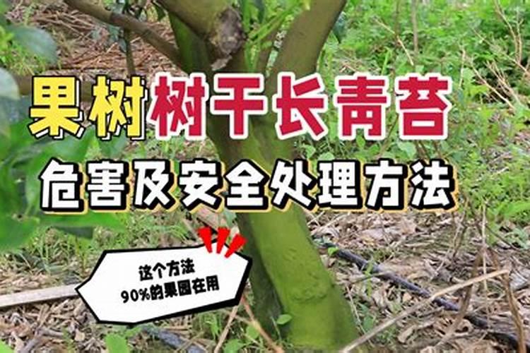 柑橘树上长青苔会影响柑橘的产量与质量,为什么会长青苔呢？