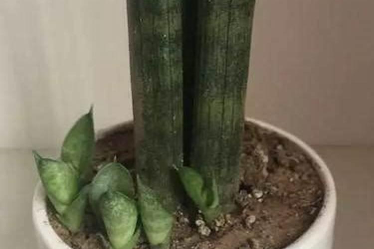 虎皮兰叶子怎么变宽