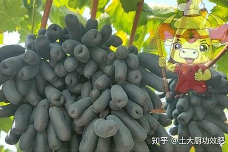 车厘子需要用哪种肥料增甜？什么时间段施肥？