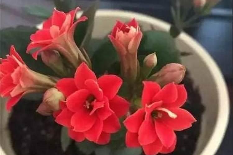 复合肥可以浇长寿花吗