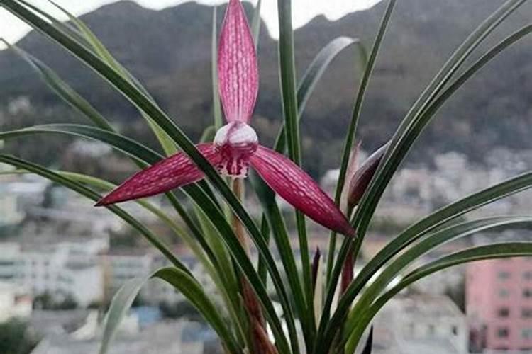 兰花能施硼肥吗