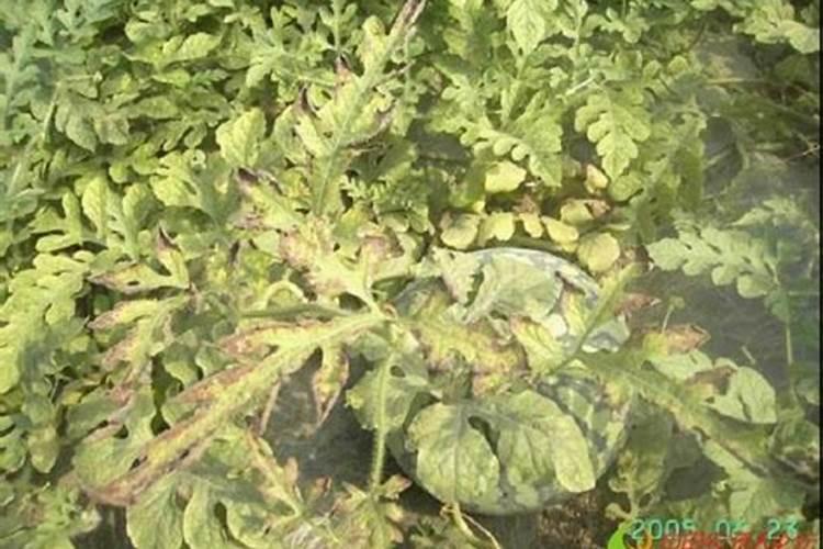 苔芸素可以施土吗？