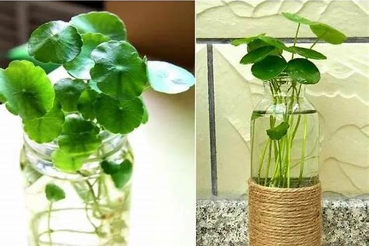 生根最快的肥料