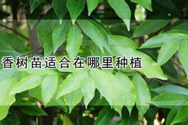 北方沉香盆栽怎么养